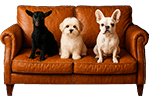 residencia para perros en madrid arganda rivas central pets