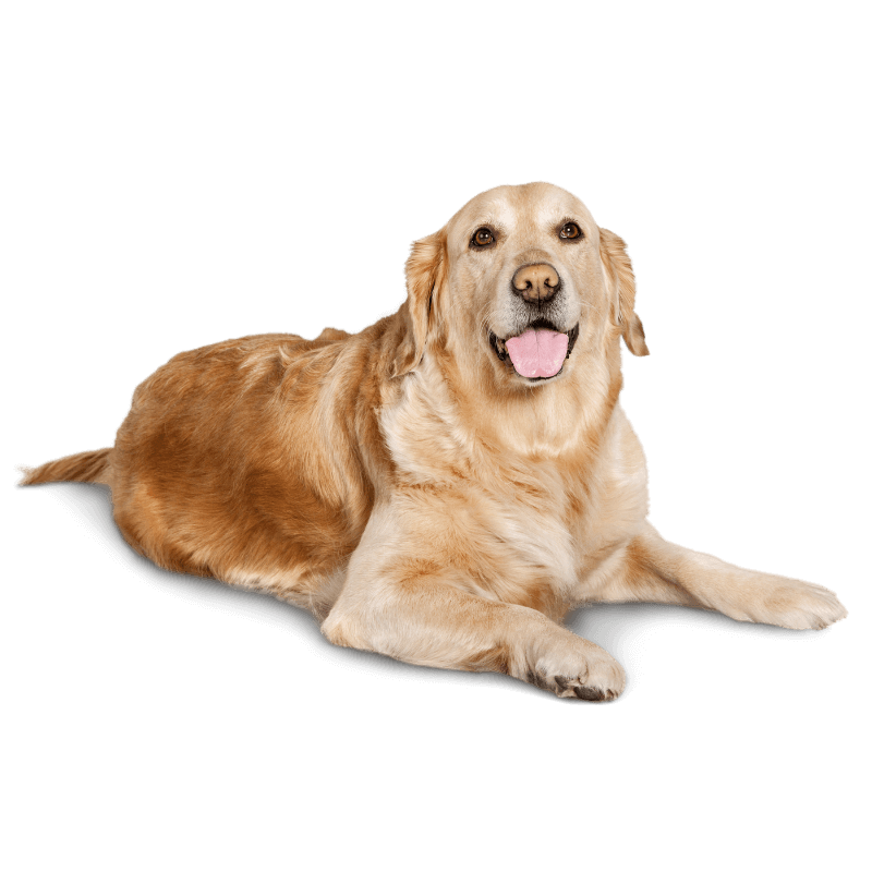 residencia canina en madrid para perros