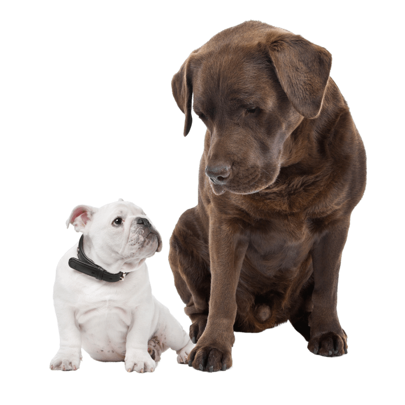 residencia para perros en madrid
